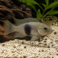Nigriventris Cichlid — Lake Tanganyika Cichlids for sale UK — AI natural aquarium view