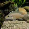 Neolamprologus Pectoralis — Lake Tanganyika Cichlids for sale UK — AI natural aquarium view