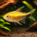 Neon Costello — tropical fish for sale UK — AI hero driftwood view
