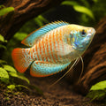 Neon Dwarf Gourami Female Mix — tropical fish for sale UK — AI hero driftwood view