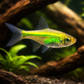 Neon Green — Rasboras for sale UK — AI hero driftwood view
