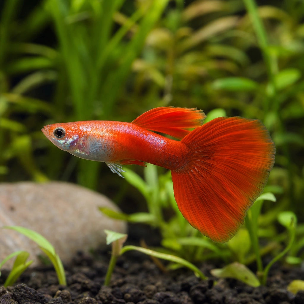 Neon Red Male Guppy (Poecilia reticulata) — AI natural aquarium view