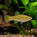 Twoline Skiffia — Goodeids for sale UK — AI natural aquarium view