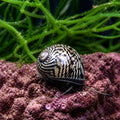 Nerita articulata . — tropical fish for sale UK — AI natural aquarium view
