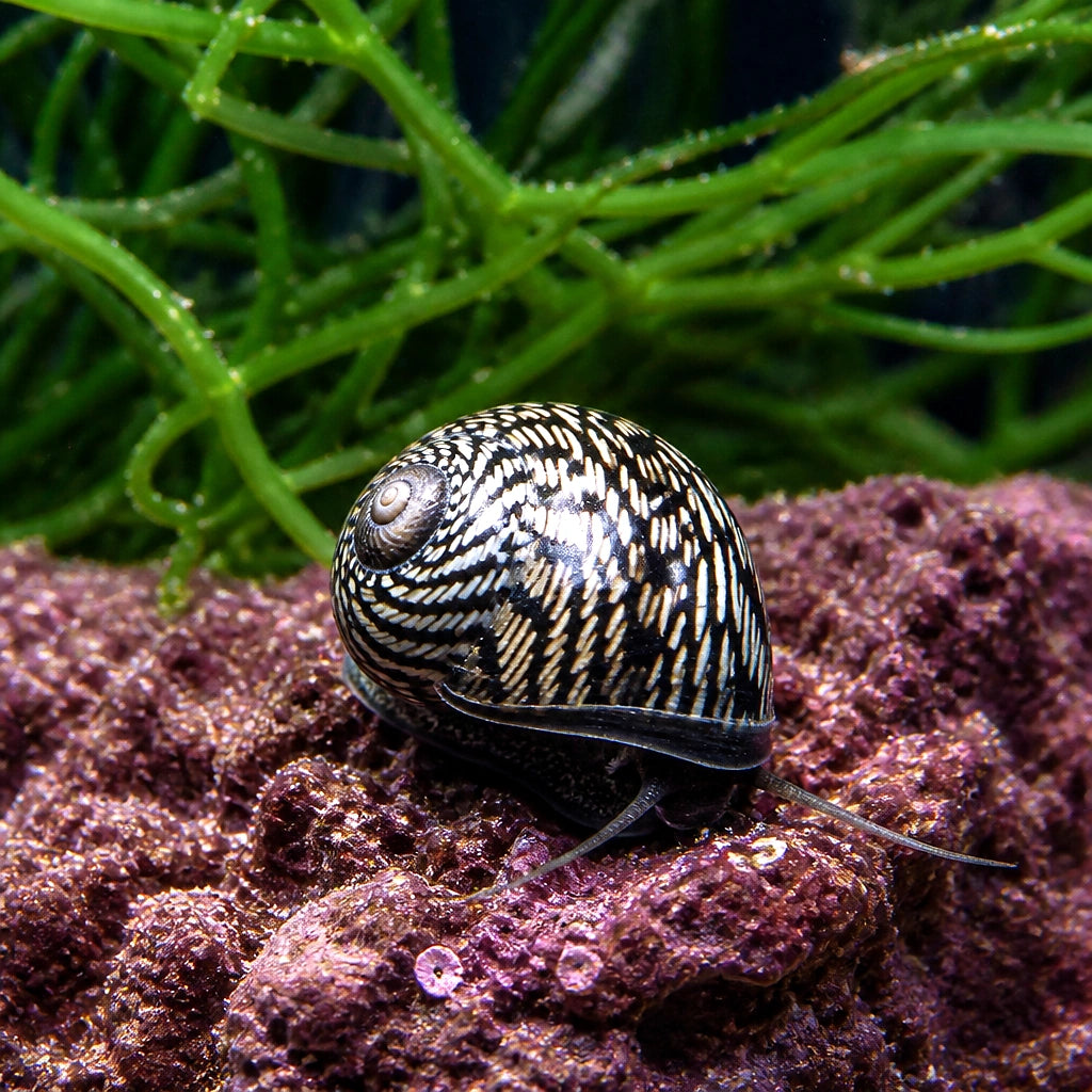Nerita articulata . — tropical fish for sale UK — AI natural aquarium view