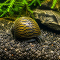 Neritina juttingae — tropical fish for sale UK — AI natural aquarium view