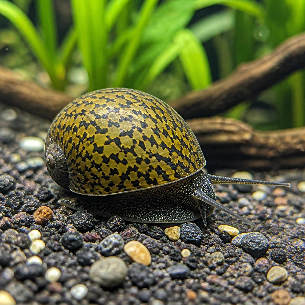 Batik Nerite Snail — Nerite Snails for sale UK — AI natural aquarium view