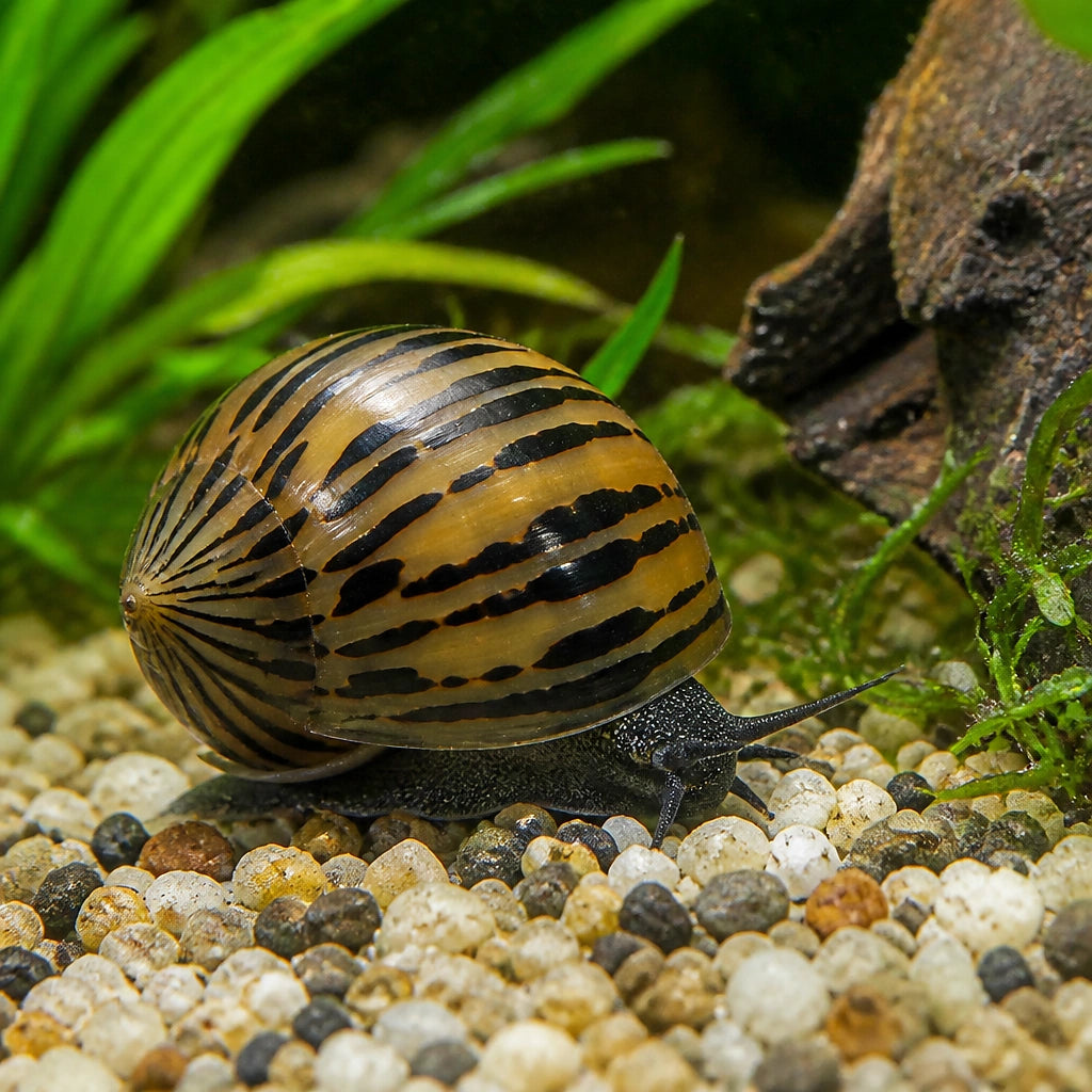 X Parallel Nerite Snail Neritina Sp. Parallel Algea Eater, Best Algae Eaters for Aquatic Plant Care, Creating a Beautiful, Low-Maintenance Freshwater Habitat — for sale UK — AI natural aquarium view