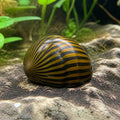 Sun Nerite Snail — Nerite Snails for sale UK — AI natural aquarium view