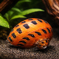 Neritina sp. spotted 0,5 - — tropical fish for sale UK — AI hero driftwood view