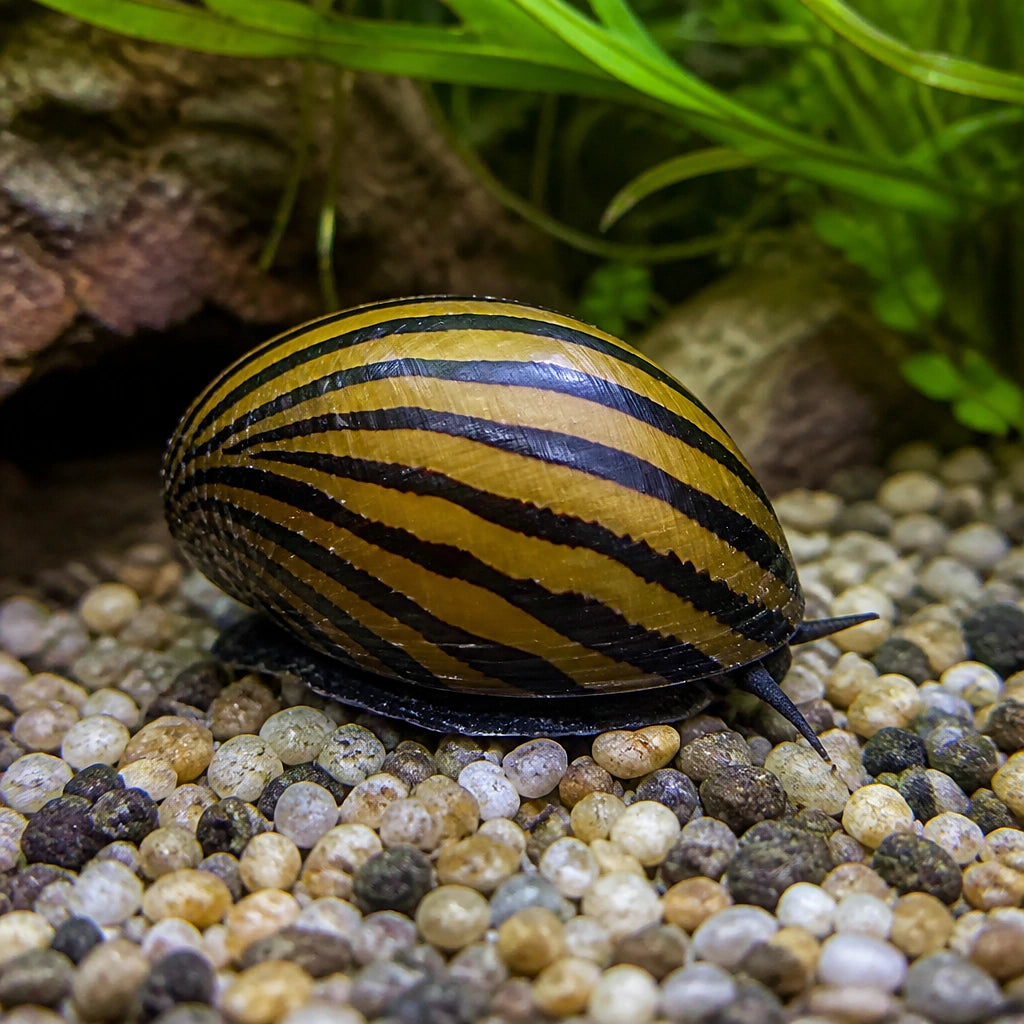 Neritina sp. tigre — tropical fish for sale UK — AI natural aquarium view