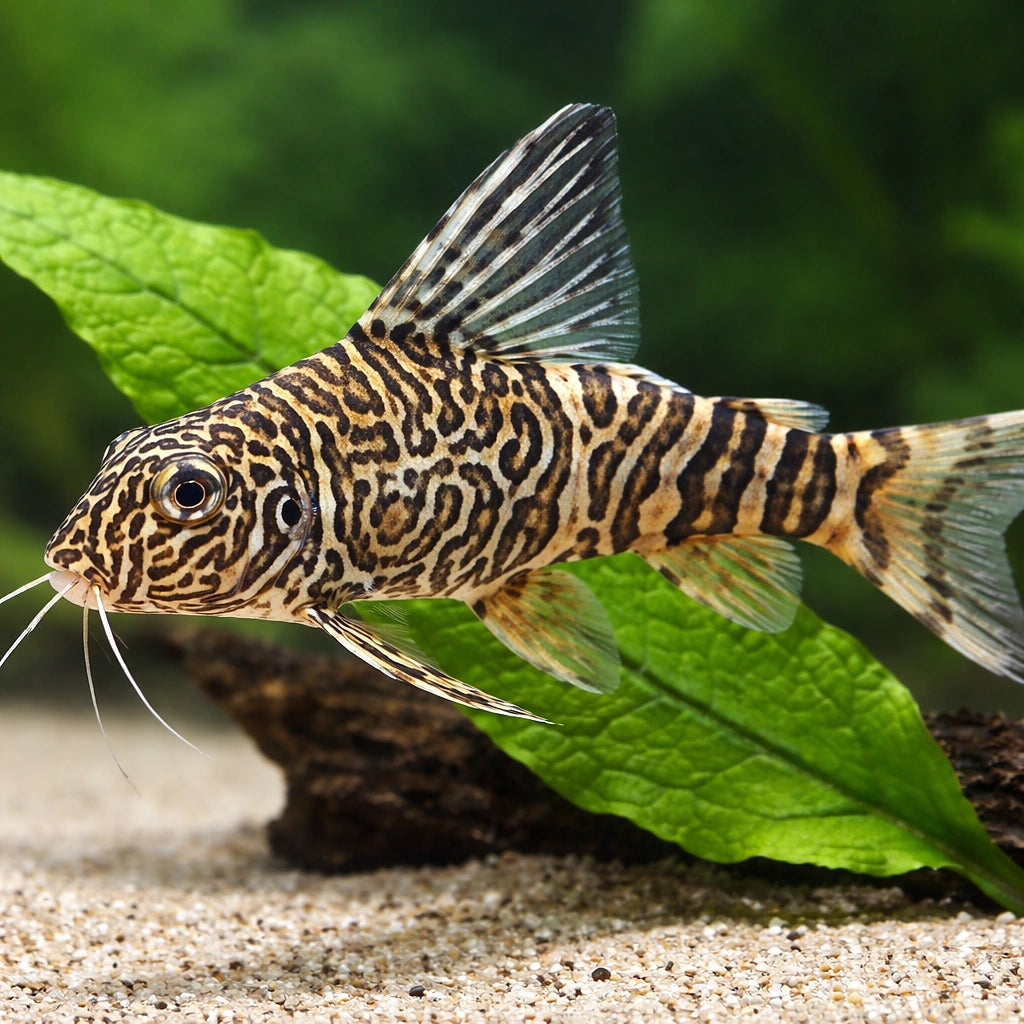  — tropical fish for sale UK — AI scale plant view