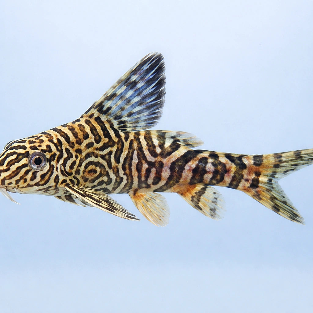  — tropical fish for sale UK — AI side clean view