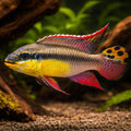  — tropical fish for sale UK — AI hero driftwood view