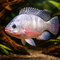Nile tilapia — tropical fish for sale UK — AI hero driftwood view