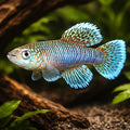 Nothobranchius eggersi blue 2,5 - 3, — tropical fish for sale UK — AI hero driftwood view