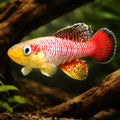  — tropical fish for sale UK — AI hero driftwood view