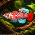 Nothobranchius kilomberoensis 2,5 - 3, — tropical fish for sale UK — AI hero driftwood view