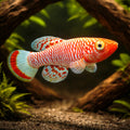  — tropical fish for sale UK — AI hero driftwood view