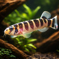 Notopterus notopterus 12 - — tropical fish for sale UK — AI hero driftwood view