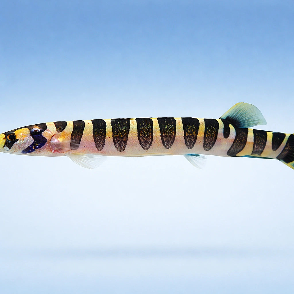 Notopterus notopterus 12 - — tropical fish for sale UK — AI side clean view
