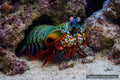 Peacock Mantis Shrimp Odontodactylus scyllarus with colourful raptorial forelimbs in reef aquarium - AI-generated reference image