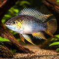 Opal Dwarf Cichlid — tropical fish for sale UK — AI hero driftwood view