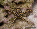 Ophiolepis superba banded brittle star on reef rock - AI-generated reference image