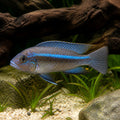 Opthalmotilapia boops Neon stripe Nkondwe — tropical fish for sale UK — AI natural aquarium view