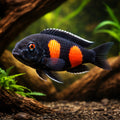  — tropical fish for sale UK — AI hero driftwood view