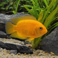 Orange South American Cichlid (Herotilapia multispinosa) — AI natural aquarium view
