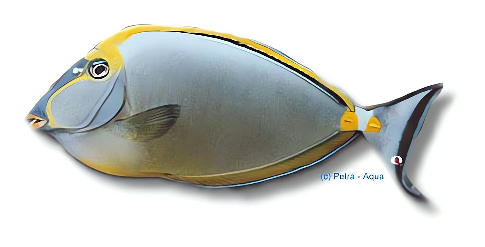 Orangespine Unicornfish M — tropical fish for sale UK