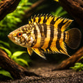 Ornate ctenopoma — tropical fish for sale UK — AI hero driftwood view