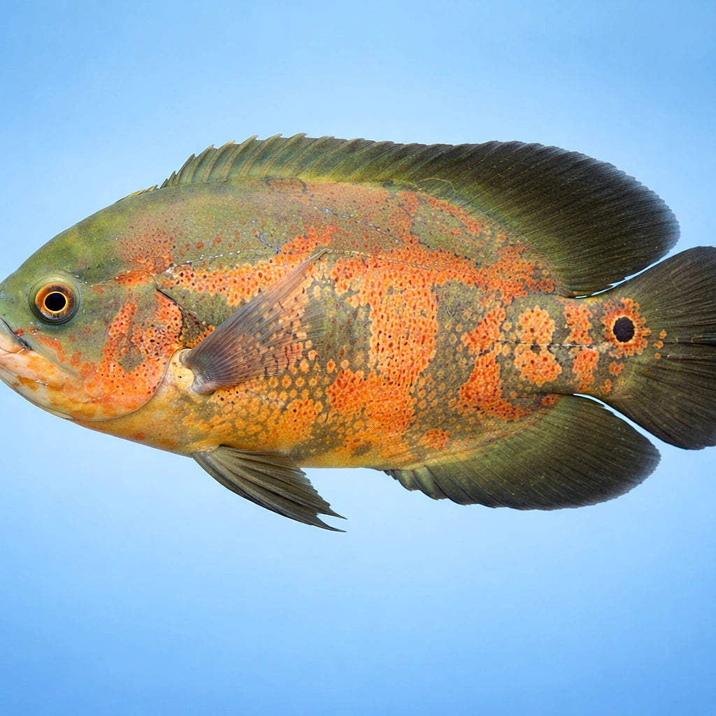  — tropical fish for sale UK — AI side clean view