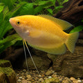 Gold Giant Gourami - Osphronemus Goramy «Gold» - Labyrinth Fish — Labyrinth Fish &amp; Gouramis for sale UK — AI natural aquarium view