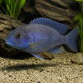 Othopharynx roxy — tropical fish for sale UK — AI natural aquarium view