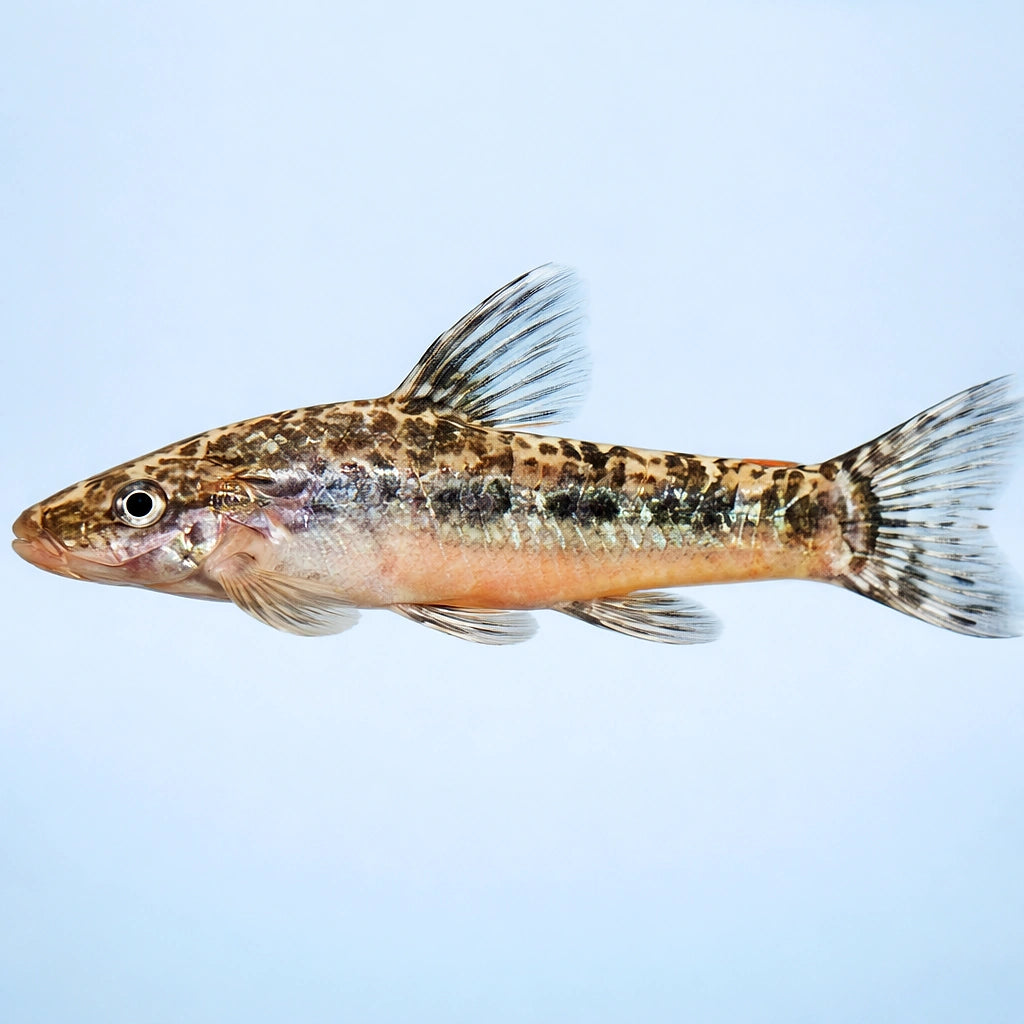 Otocinclus flexilis 3 - — tropical fish for sale UK — AI side clean view