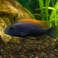 Otopharynx black orange dorsal — tropical fish for sale UK — AI natural aquarium view