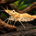 Paerl shrimp — tropical fish for sale UK — AI hero driftwood view