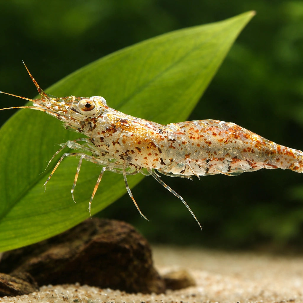 Paerl shrimp — tropical fish for sale UK — AI scale plant view