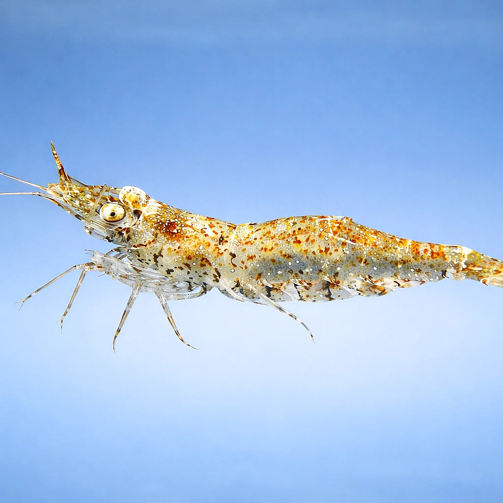 Paerl shrimp — tropical fish for sale UK — AI side clean view