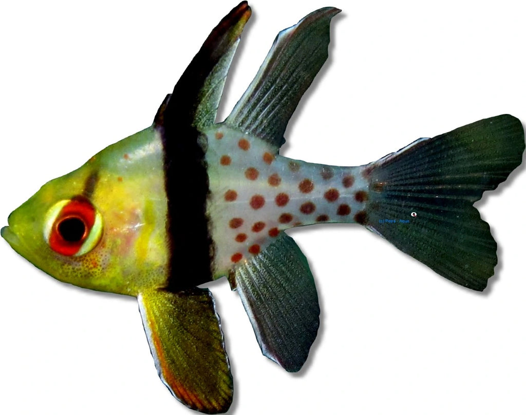 Pajama Cardinalfish Sphaeramia nematoptera medium size marine fish with spotted body and yellow tail