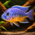 Pale Usisya aulonocara — tropical fish for sale UK — AI hero driftwood view