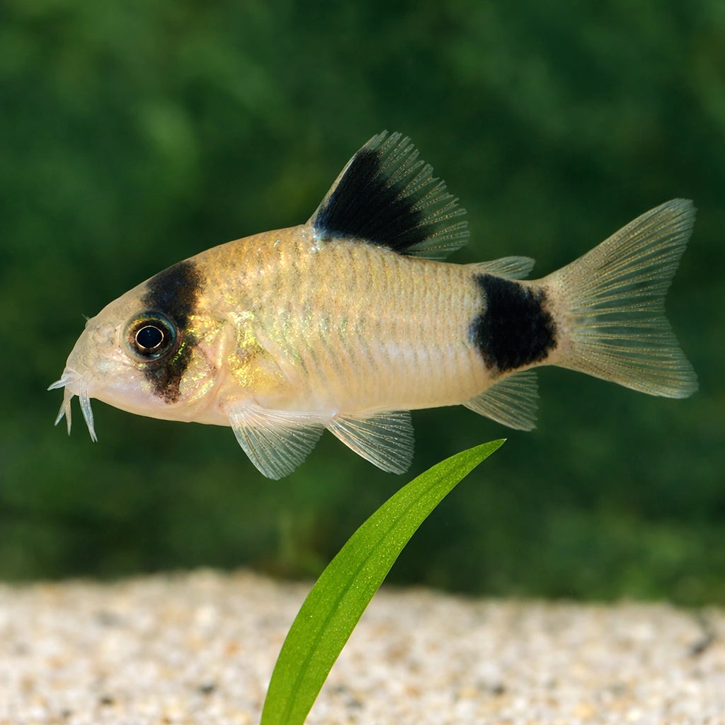  — tropical fish for sale UK — AI scale plant view