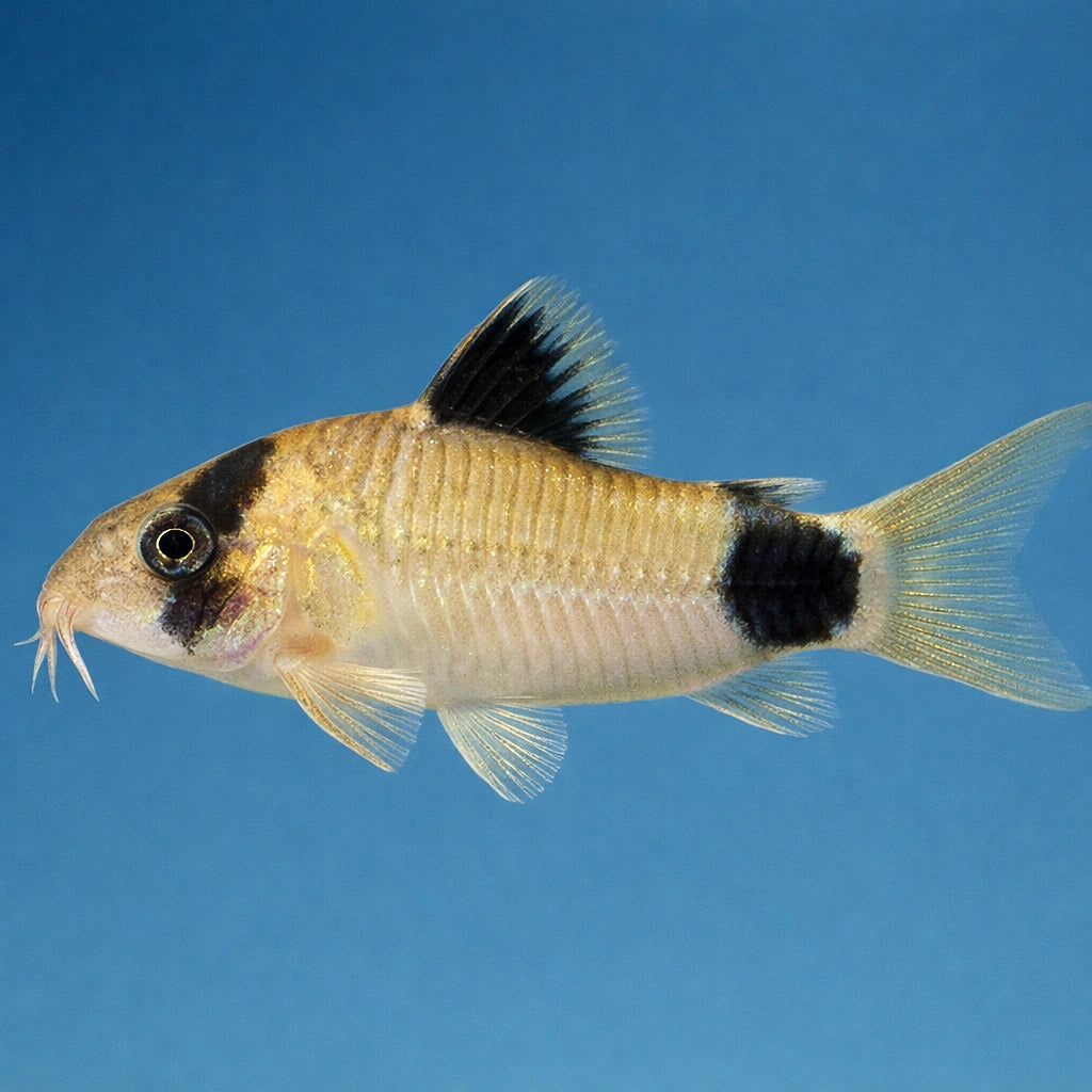  — tropical fish for sale UK — AI side clean view