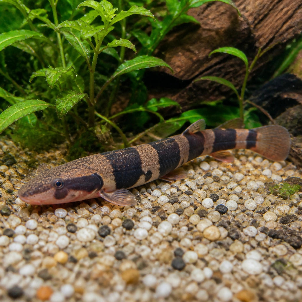Protomyzon pachychilus — Loach &amp; Algae Eater for sale UK — AI natural aquarium view