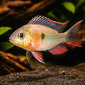  — tropical fish for sale UK — AI hero driftwood view