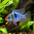 Blue Red Head Ram Dwarf Cichlid (Mikrogeophagus ramirezi) — AI natural aquarium view