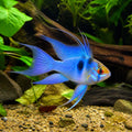 Mikrogeophagus Ramirezi «Electric Blue Longfin» — Dwarf Cichlid for sale UK — AI natural aquarium view