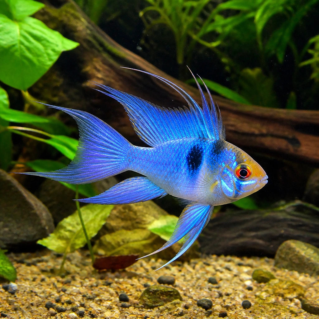 Mikrogeophagus Ramirezi «Electric Blue Longfin» — Dwarf Cichlid for sale UK — AI natural aquarium view